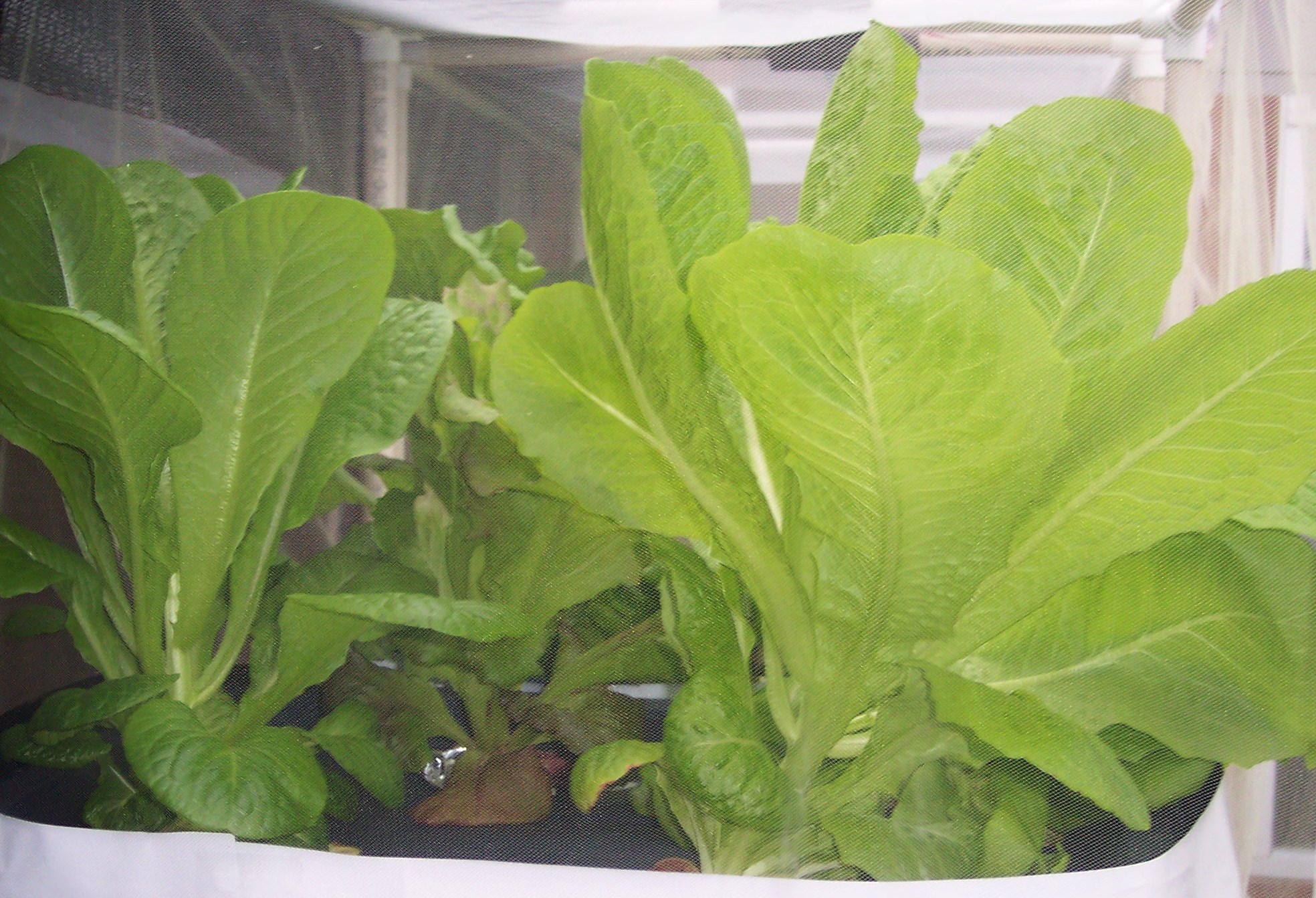 ... hydroponic containers- Romaine Lettuce growing outside in hydroponic